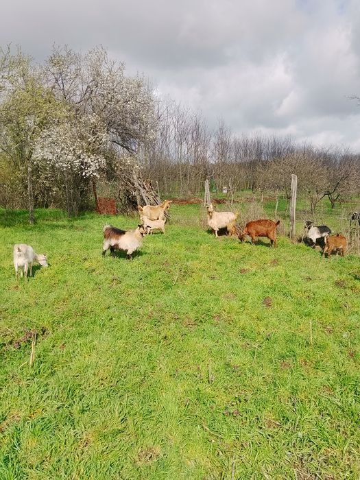 Vind 13 capre mulgatoare