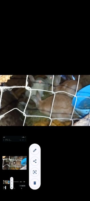 Vând  epurii Judetul Vaslui Sat Mitoc Preț 60 lei bucata