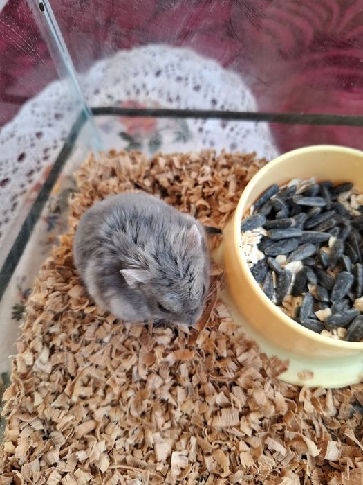 Ofer spre adopție 2 hamsteri