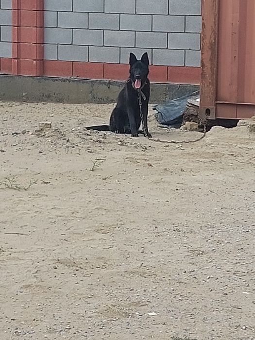 Авчарка сатылады