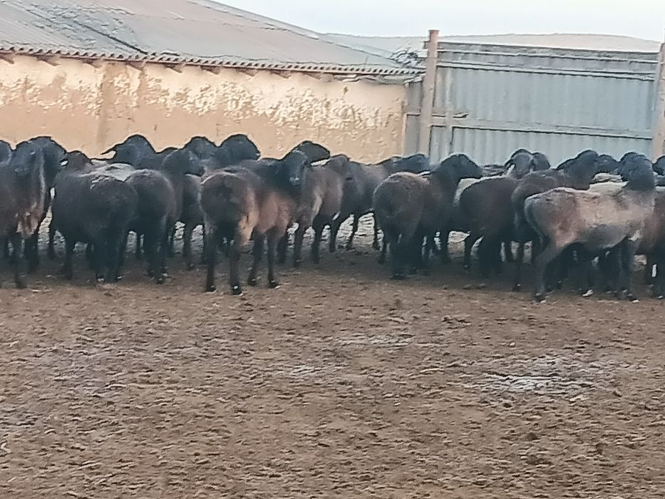 буаз саулыктар сатылады