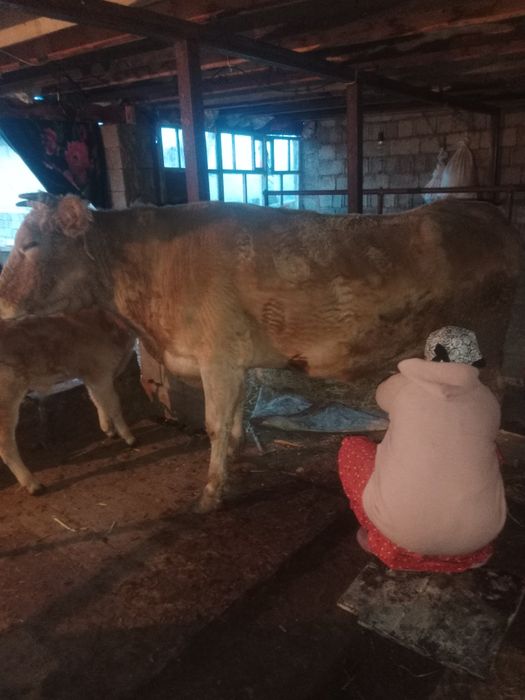 сауын сиыр сатылады