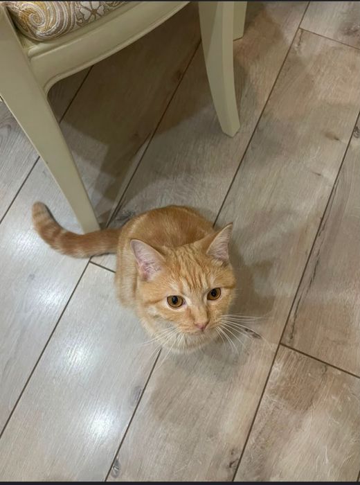Кошку продам срочно