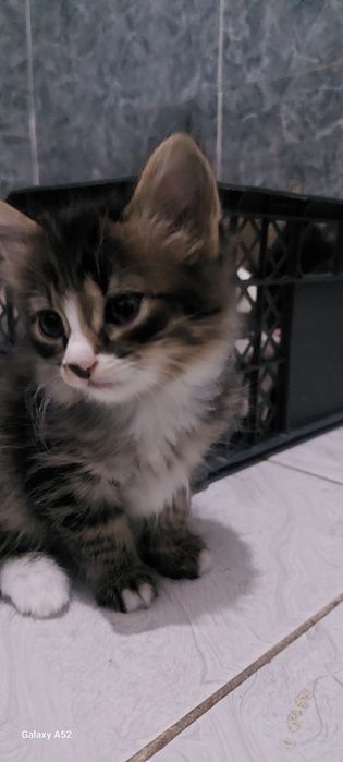 Отдам котят в хорошие руки