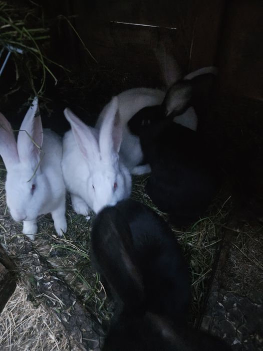 Schimb iepuri cu pasari