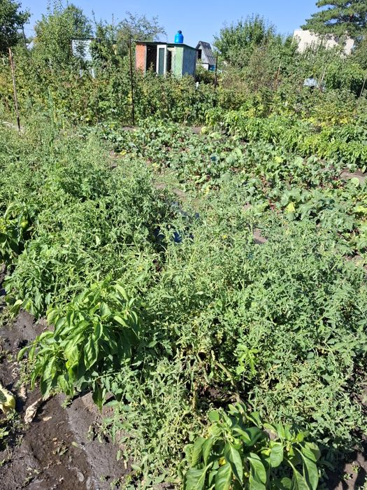Актобе продам дачу