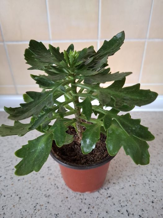 коланхое, Герань, бегония с доставкой