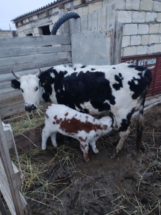 Бұзаулы сиыр сатылады