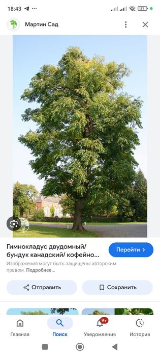 Бундук канадский кучатлари сотилади