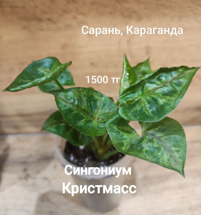 Сингониум 1  сингониум