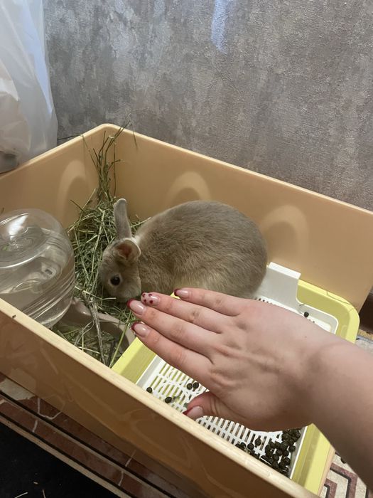 Продам кролика декоративного