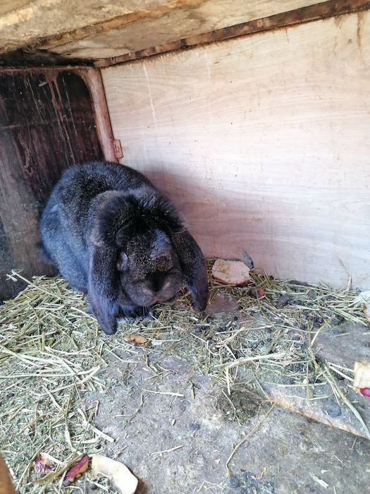 Berbec german și UG