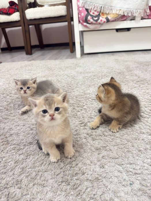 Продаются породистые котята короткошерстные британцы