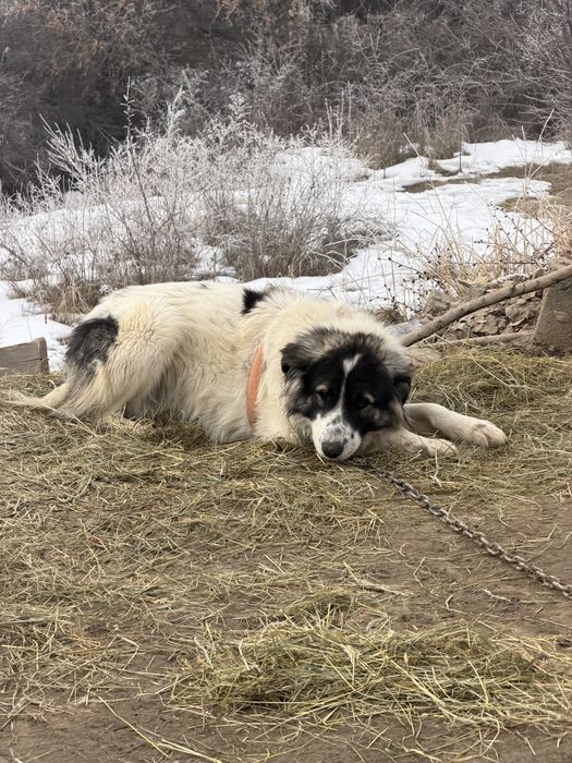 Тобет алы кушык