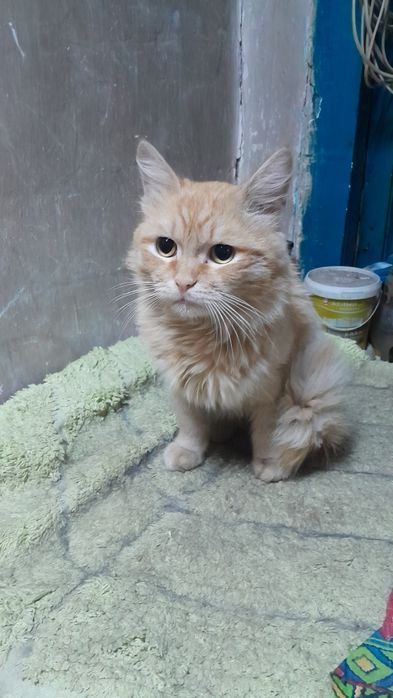 Котик ищет доброго, заботливого хозяина!