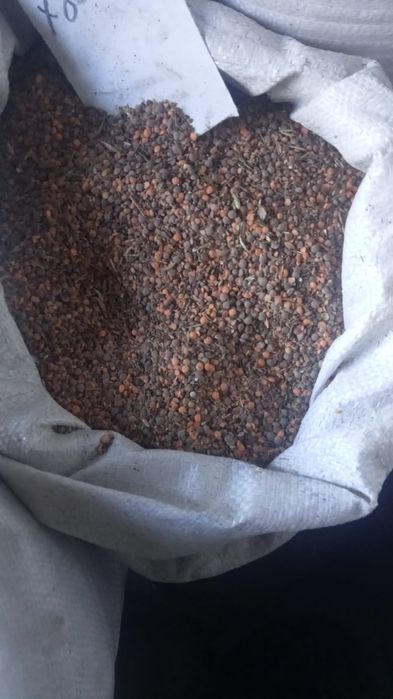 Овёс в мешках Костанай