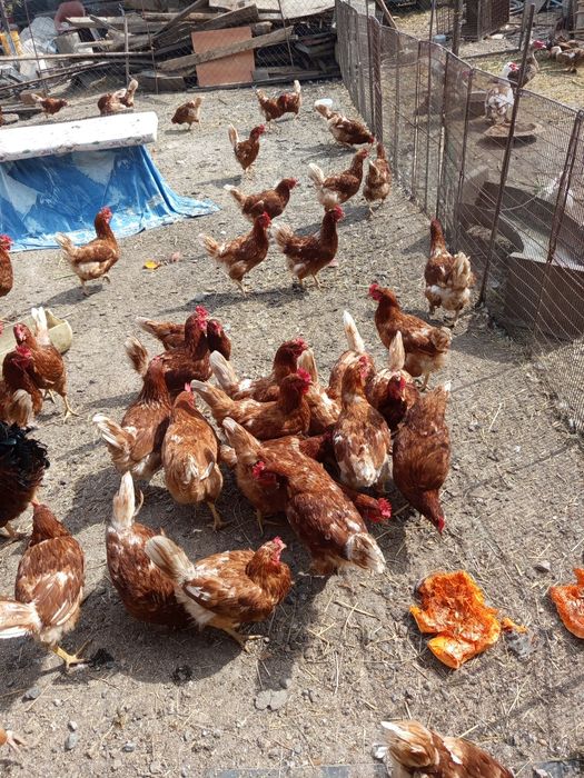 Продам кур и петухов
