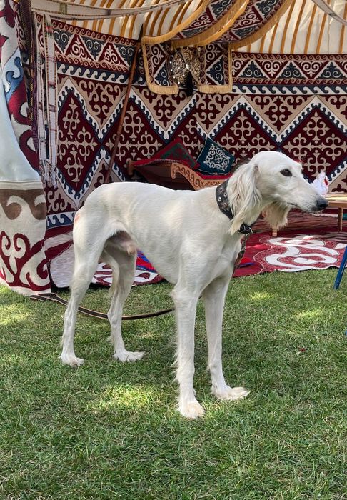 Тазы сатылады Арлан