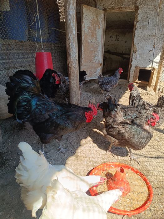 Суточные цыплята