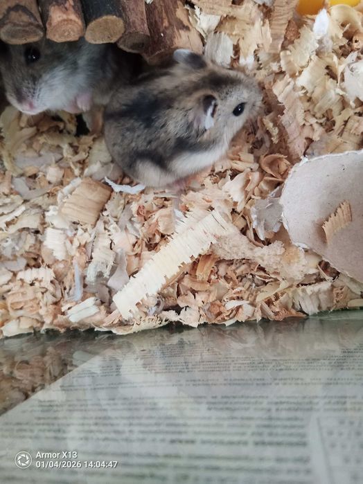 Продавам мини хамстери