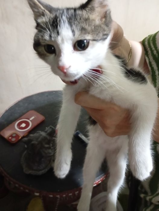 Отдадим в хорошие руки Котов  три месяца. Добрые, игривые, шустрые.