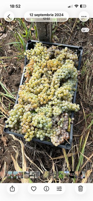 Struguri de vin