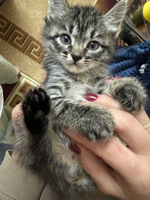 Котенок в добрые руки