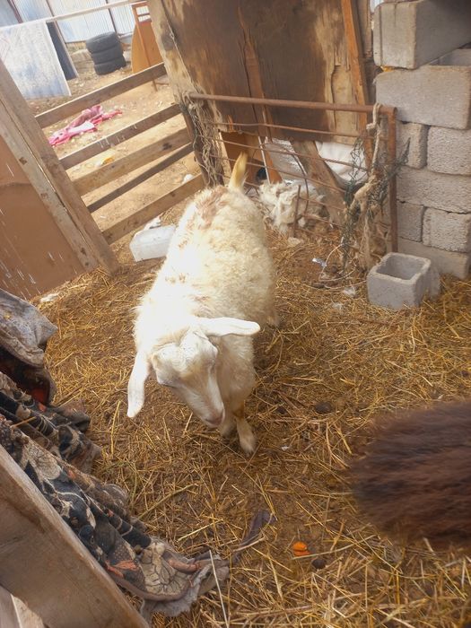 теке бір жарымда