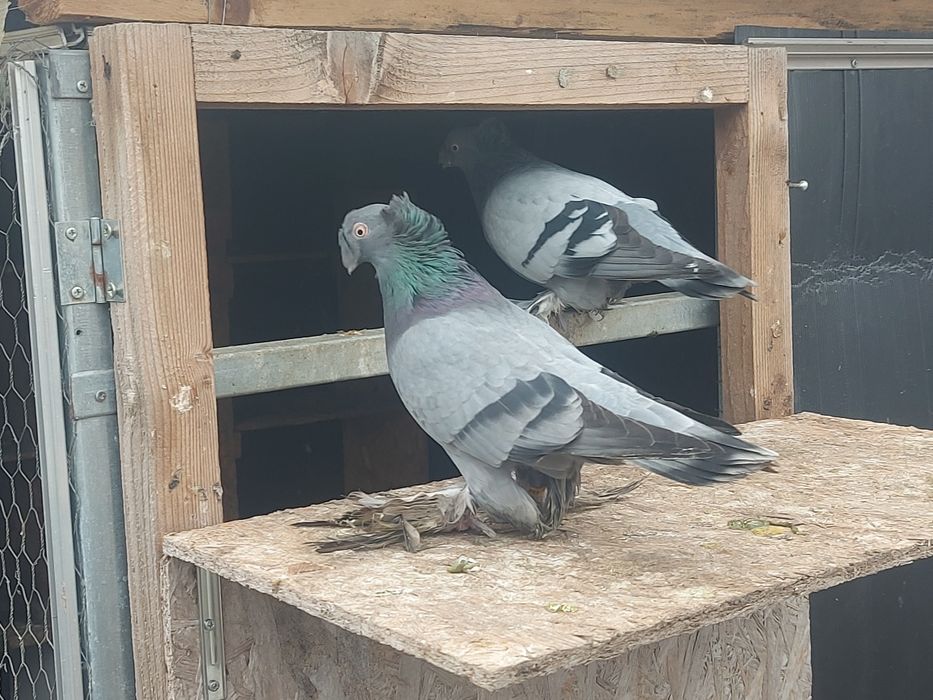 Porumbei Jucatori de botosani