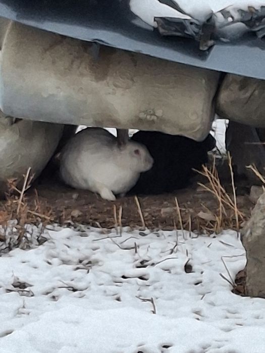 Қоиан сатылады багасын келісеміз