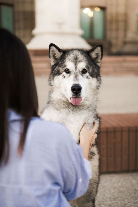 фотосессия с волком