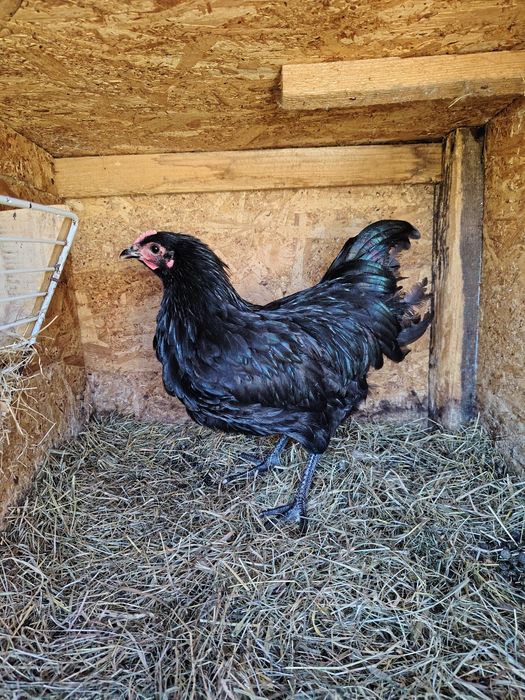 Cocoși australorp negru