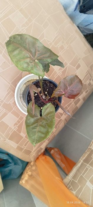 Филодендрон (Philodendron) / Сингониум (Syngonium)