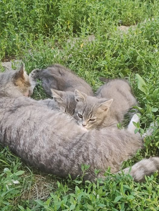 Отдам котят бесплатно