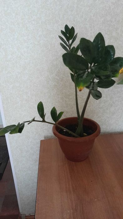 Замиокулькас или долларовое дерево.