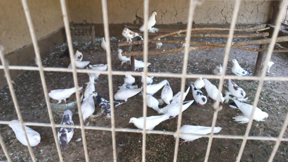 Кептерлер  оптом