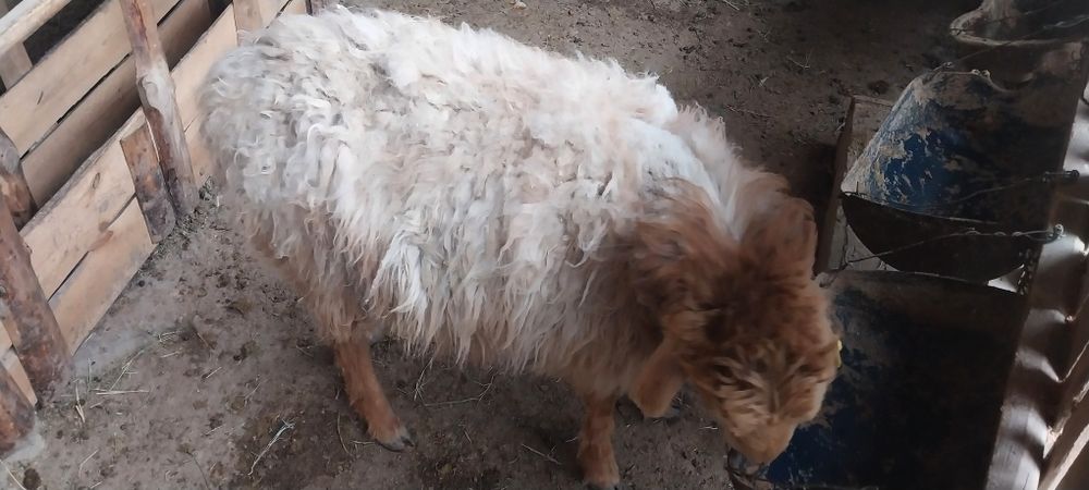 Шаруа қой бар сатылатын