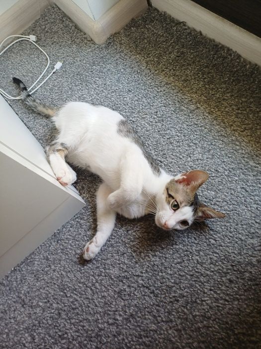 Adopție pisicuțe