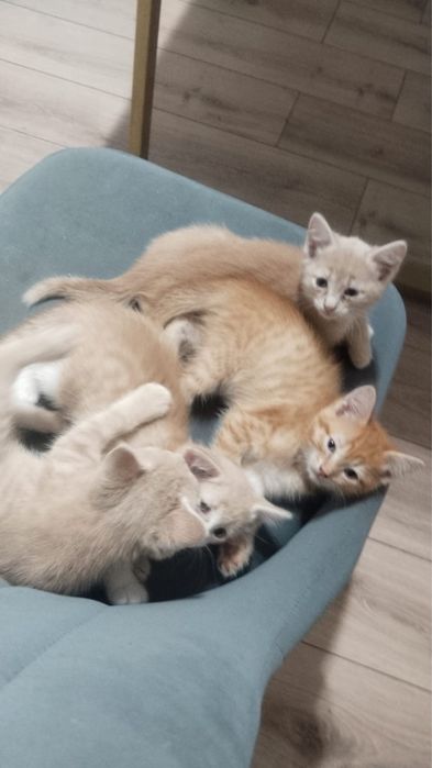 Отдам в добрые руки