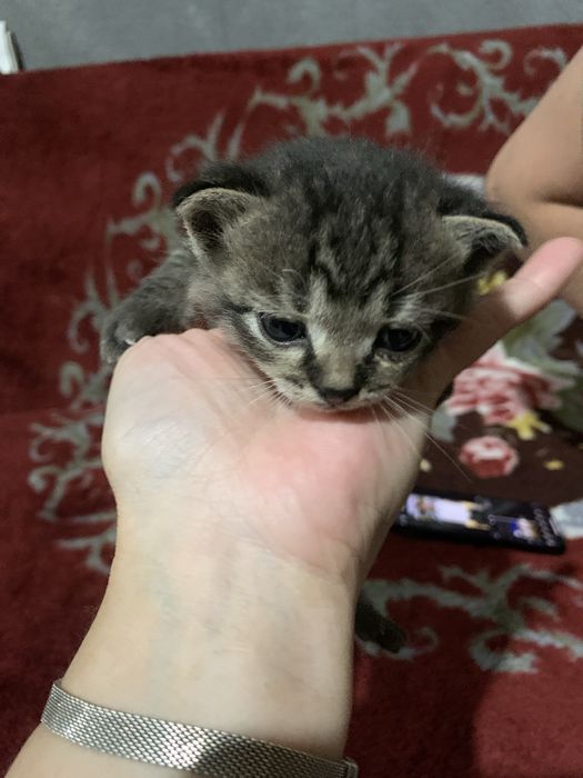 Отдам котенка, девочку