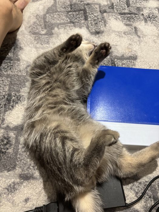 кот ~11 месяцев в добрые руки