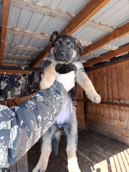 Чистокровные щенки немецкой овчарки