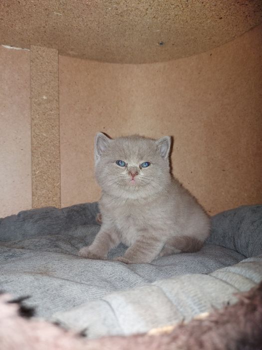 Вязка шотландского кота!