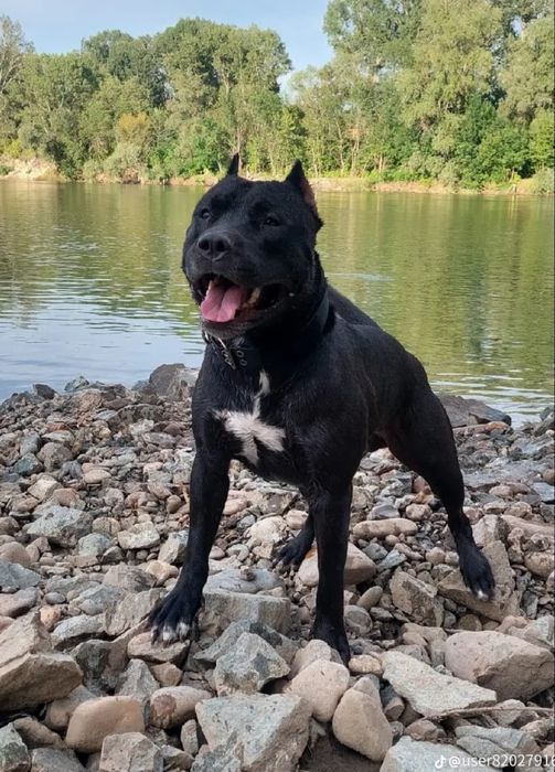 Кабель пит-бультерьера ищет подругу