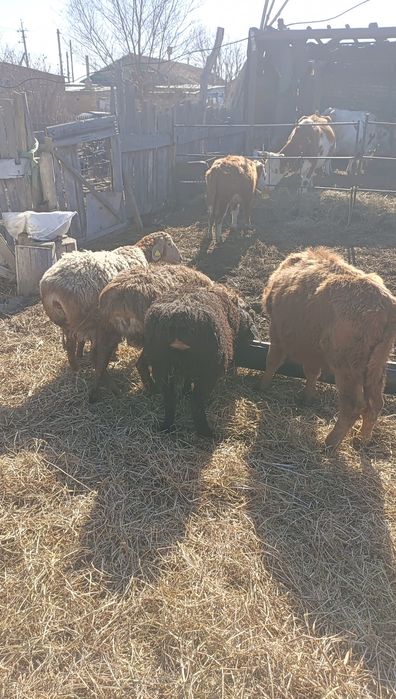 Продам кошкарчиков производителей