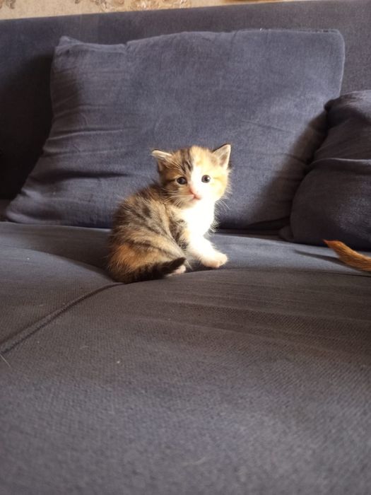 Кошечки две девочки