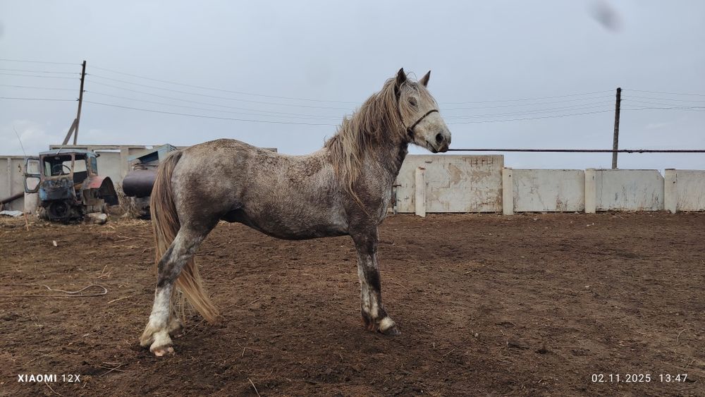 Продам жеребец 7 лет тай айгыр