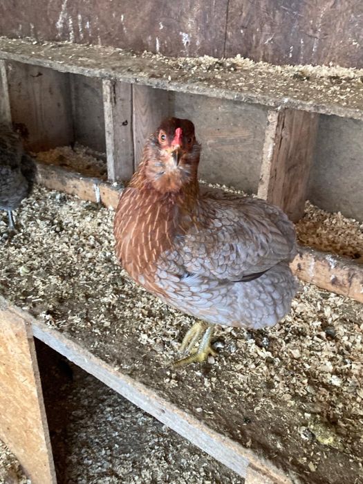 Vand cocosi Brahma silver si golden, cocosi si gaini Araucana