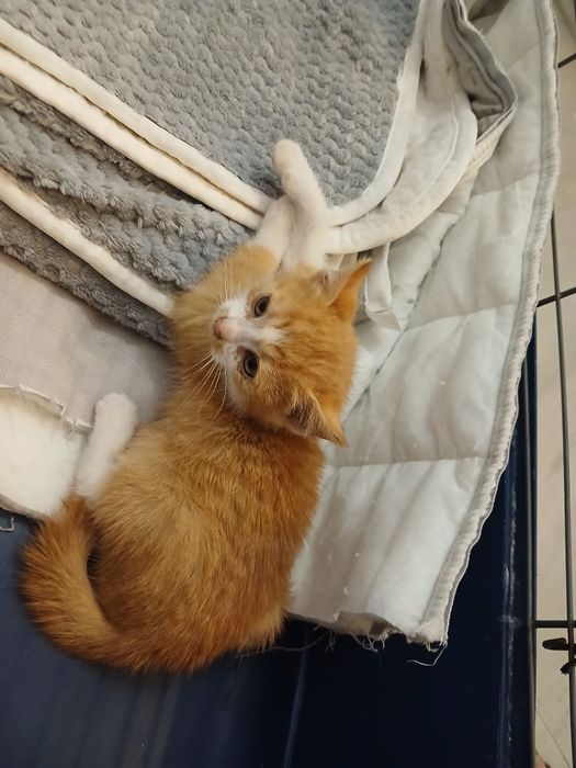 Adoptie pui de pisica roscat Sofronel