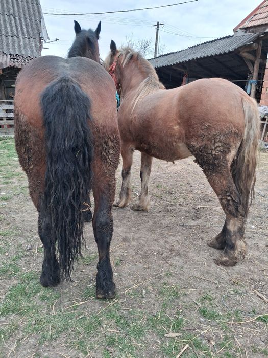 Manze de vanzare frumose